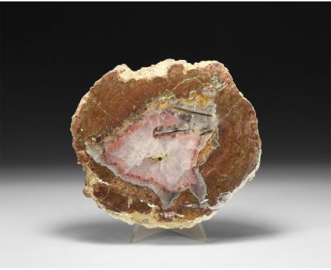 Jurassic Period, 199-145 million years BP. A thick cut and polished fossilised tree slice with quartz crystals filling the ce