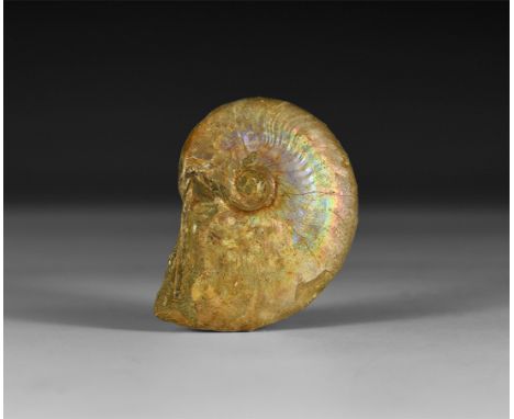 Jurassic Period, 199-145 million years BP. A natural iridescent shell Parkinsonia sp. ammonite, in white card tray with label