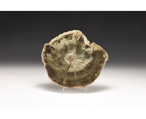 Triassic Period, 252-201 million years BP. A fine slice of polished fossilised wood showing growth rings and bark texture.  3
