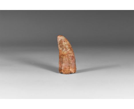 Cretaceous Period, 145-65 million years BP. A large tooth of Bahariasaurus ingens a mid-sized carnivore, from the Tegana Form