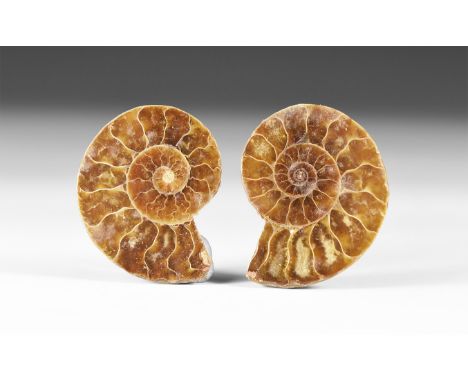 200-144 million year BP. A cut and polished ammonite pair showing internal chambers and crystal structure, in white card tray