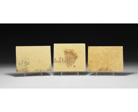 A group of three sawn rectangular shale specimens with manganese oxide dendrites.  410 grams total, 9.7-10.5cm (4"). From a h