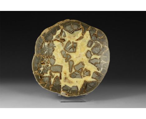 A large septarian nodule half, cut and polished displaying grey angular crystals in a honeycomb matrix of pale yellow crystal