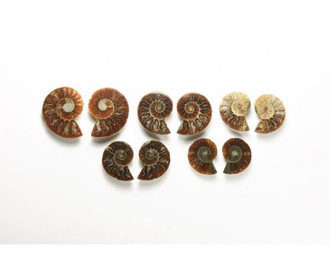 Cretaceous Period, Albian Stage, 113-100 million years BP. A group of five A-grade cut and polished Cleoniceras sp. ammonites