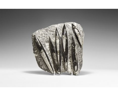Devonian Period, 417-354 million years BP. A display piece of six polished Orthoceras sps specimens from the Atlas Mountains,