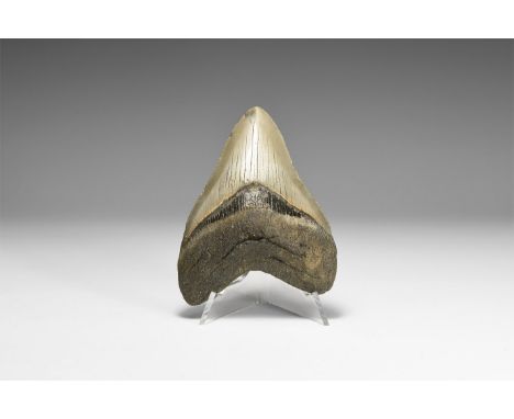 Pliocene Period, 5.2 - 2.5 million years BP. A large Carcharocles megalodon shark tooth from the Georgia, USA, with good serr