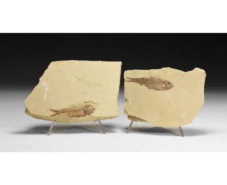 Eocene Period, 58-36 million years BP. A group of two fossil Knightia eocaena fish each on a shale matrix, in white card tray