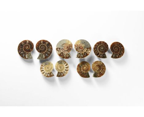 Cretaceous Period, Albian Stage, 113-100 million years BP. A group of five A-grade cut and polished Desmoceras latidorsatum a
