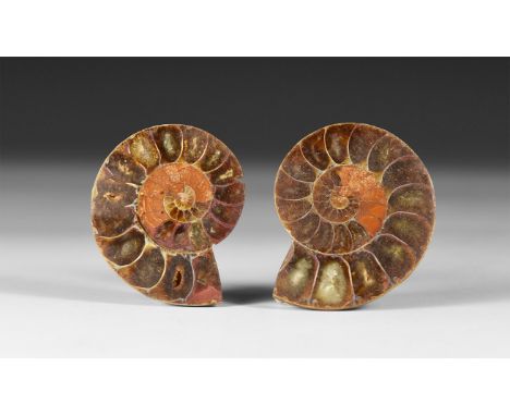 200-144 million year BP. A cut and polished ammonite pair showing internal chambers and crystal structure, in white card tray