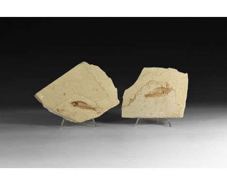 Eocene Period, 58-36 million years BP. A group of two fossil Knightia eocaena fish each on a shale matrix  269 grams total, 1