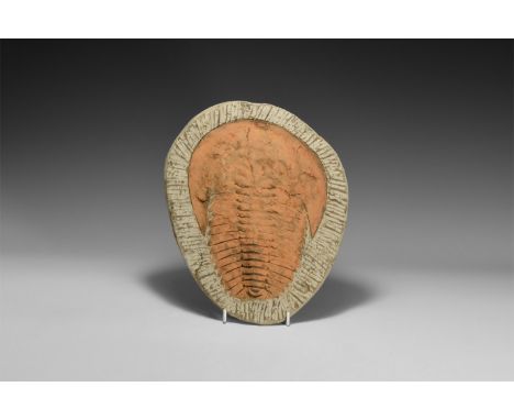 Devonian Period, 417-354 million years BP. A large Cambropallas telesto trilobite on a matrix from Djbel Ougrat, Morocco.  2.
