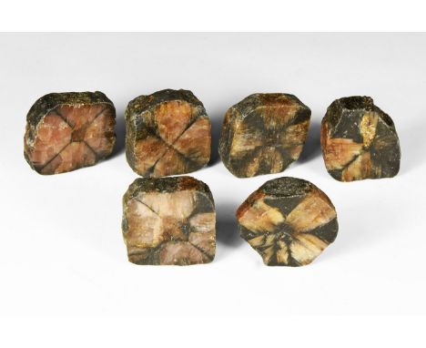 A group of six cut and polished chiastolite specimen, each in white card tray with label reading: 'Chiastolite, China'.  155 