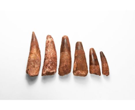 Cretaceous Period, Aptian Stage, 125-113 million years BP. A group of six large teeth from the dinosaur Spinosaurus maroccanu