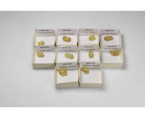 A group of ten yellow apatite crystals from the deposit at Durango, Mexico, each in a card tray.  50 grams total including tr