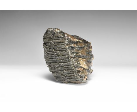 Devensian period, 110,000-12,000 years BP. A Mammuthus primigenius tooth from Brown Bank, Lowestoft, Suffolk, England.  1.4 k