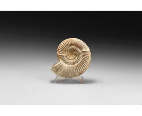 Jurassic Period, 199-145 million years BP. A fine example of the ammonite Perisphinctes sp. with much of the original shell m