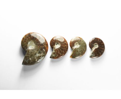 Cretaceous Period, Albian Stage, 113-100 million years BP. A group of four A-grade polished Cleoniceras sp. ammonites from Ma
