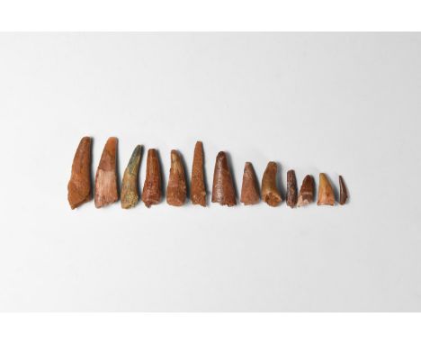 Cretaceous Period, 145-65 million years BP. A selection of fourteen Pterosaur teeth Siroccopteryx moroccensis, from south of 
