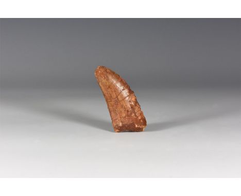 Cretaceous Period, 145-65 million years BP. A dinosaur tooth, Carcharodontosaurus saharicus from the Tegana Formation of the 