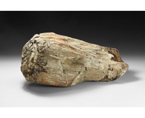 Jurassic Period, 199-145 million years BP. A very large tree trunk section of petrified wood with laminated structure.  9.8 k