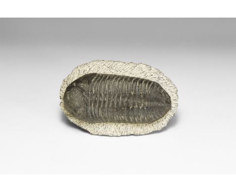 Upper Devonian Period, 385-359 million years BP. A large Phacops rana trilobite on a matrix from Alnif, Morocco.  557 grams, 