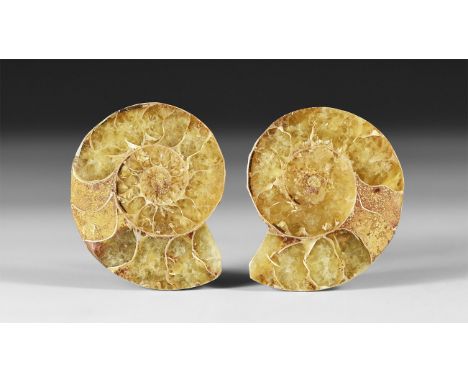 200-144 million year BP. A cut and polished ammonite pair showing internal chambers and crystal structure, in white card tray
