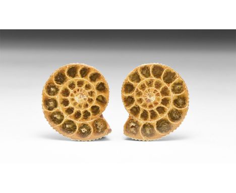 Jurassic Period, 200-145 million years BP. An A-grade cut and polished ammonite from Madagascar, showing internal chambers an