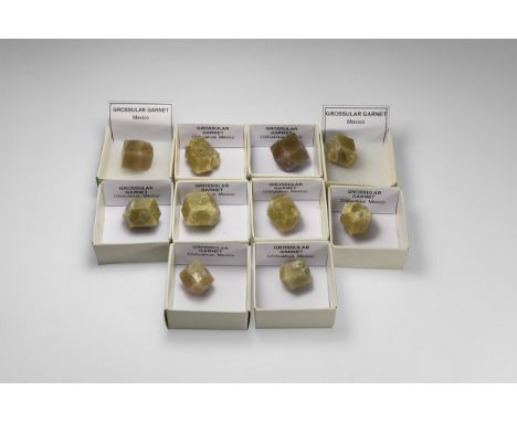 A group of ten grossular garnet specimens, each in a card tray, from Chihuahua, Mexico.  310 grams total including trays, spe