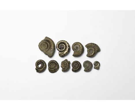 Early Jurassic Period, Lower Lias stage, 200-195 million years BP. A group of ten small pyrite ammonites, mainly Crucilobicer