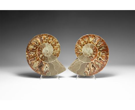 Cretaceous Period, Albian Stage, 113-100 million years BP. A large A-grade cut and polished Cleoniceras sp. ammonite from Mad