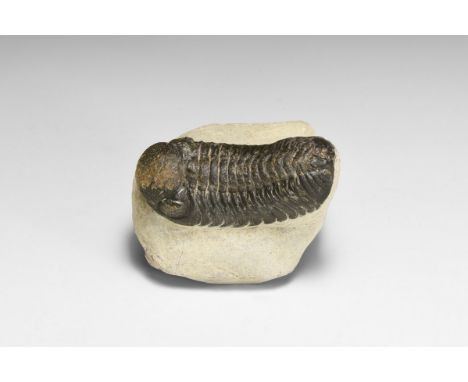 Upper Devonian Period, 385-359 million years BP. A Reedops cephalotes trilobite on a matrix from the Upper Atlas Mountains, H
