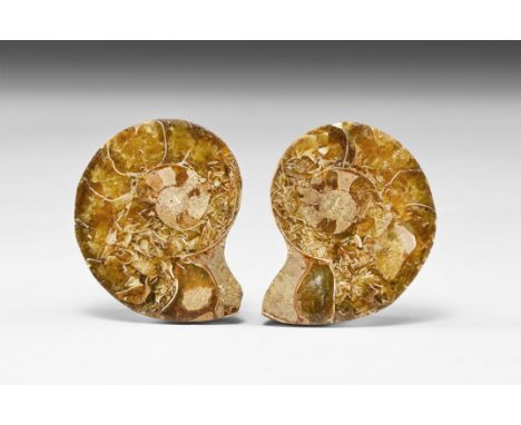 Jurassic Period, 200-145 million years BP. An A-grade cut and polished ammonite from Madagascar, showing internal chambers an