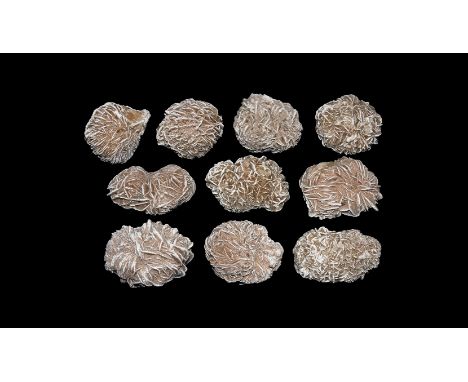 A group of ten large 'Desert Rose' crystalline gypsum specimens with sand grain inclusions.  964 grams total, 56-65mm (2 1/4 