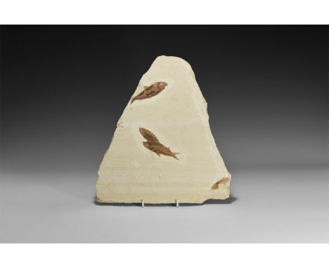 Eocene Period, 58-36 million years BP. A group of three fossil Knightia alta fish and one partial in matrix from Warfield's Q