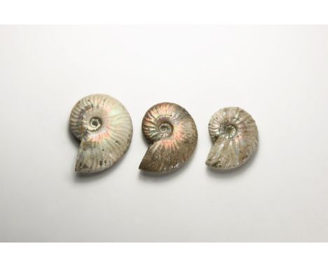 Cretaceous Period, Albian Stage, 113-100 million years BP. A group of three A-grade naturally iridescent rainbow-shell Cleoni