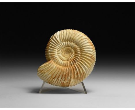 Jurassic Period, 199-145 million years BP. A fine example of the ammonite Perisphinctes sp. with much of the original shell m