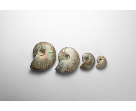 Cretaceous Period, Albian Stage, 113-100 million years BP. A group of four naturally iridescent rainbow-shell Cleoniceras bes