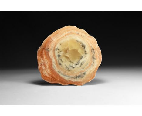 Jurassic Period, 199-145 million years BP. A slice of orange petrified wood with one cut and polished face.  1.6 kg, 17cm (6 