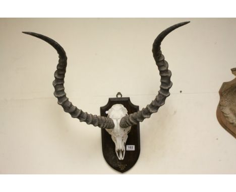 Impala Trophy Skull and Horns mounted on a shaped wooden plaque marked Kenya 1937, Approx. 70cms high