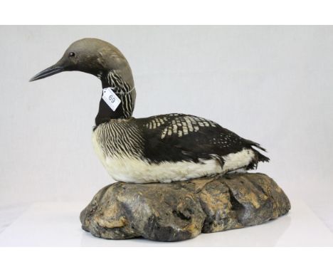 Taxidermy Black Throated Diver laying on a ceramic base in the form of a Rock, 53cms long
