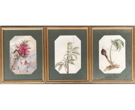 Three botanical watercolours, each approx 28x19cm