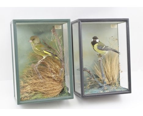 STEVE WALL TAXIDERMIST, BRISTOL TWO CASED TAXIDERMY SPECIMENS, garden birds in naturalistic settings, with labels, the glazed