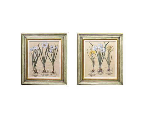 BASILIUS BESLER. After. TWO BOTANICAL HAND COLOURED ENGRAVINGS (2). from Hortus Eystettensis, 69cm x 62cm. Purchased from Ste