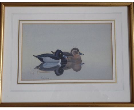 Philip Rickman (1891-1982) - Signed study of a pair of ring-necked duck. Watercolour and gouache, 6 ¾ x 10 ½ ins (33 x 42 cms
