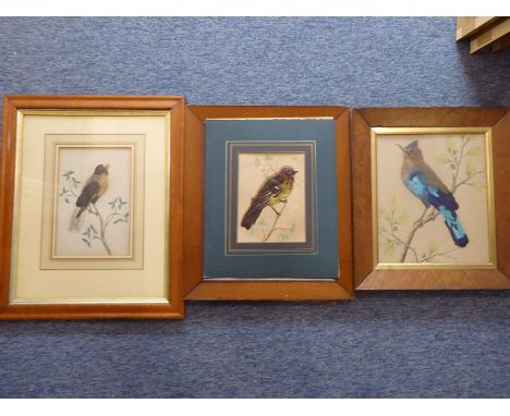 English School c.1900, A Series of three Ornothological Studies inc. Blue-bellied Roller, Spotted Nutcracker & Pied Bush Chat