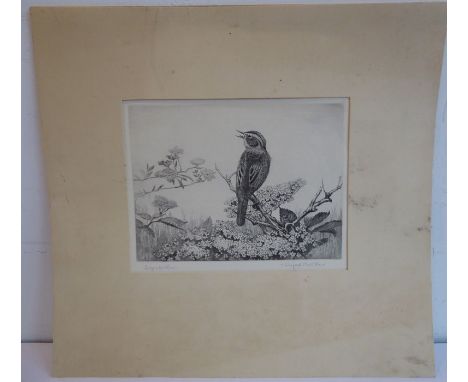 Winifred Austin (1876-1964) - 'Sedge Warblers'. Signed lower right.&nbsp;Monochrome drypoint etching, 14.5cm x 19cm. Mounted 