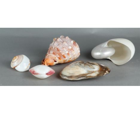 A lot of various exotic shells including a cameo shell and a polished nautilus shell.