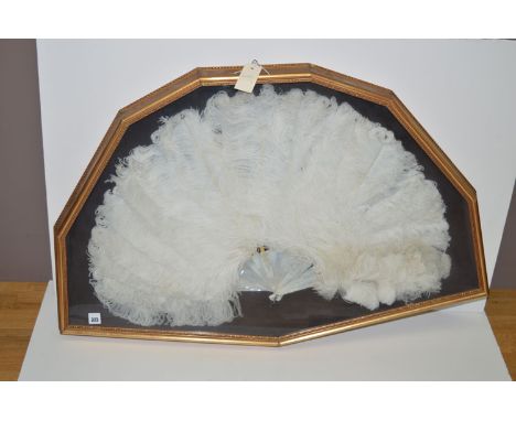 A white ostrich feather fan, mother-of-pearl sticks, metal loop handle, mounted in gilt glaze frame.