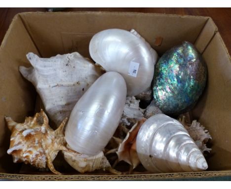 A COLLECTION OF INTERESTING VINTAGE SEA SHELLS. 