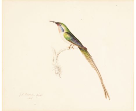 J E Bowman/Portrait of a Hummingbird/perched on a branch/signed and dated 1816/pencil and watercolour, 16cm x 19cm